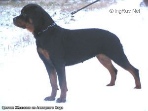 Dog Photo