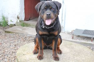 Dog Photo