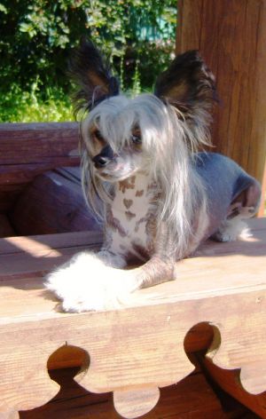 Dog Photo
