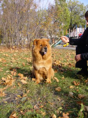 Dog Photo