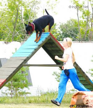 Dog Photo