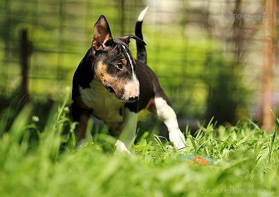 Dog Photo