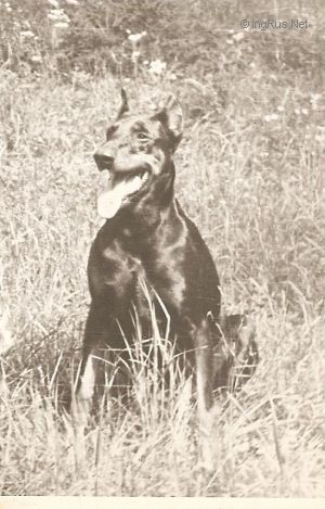 Dog Photo