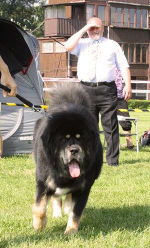 Dog Photo