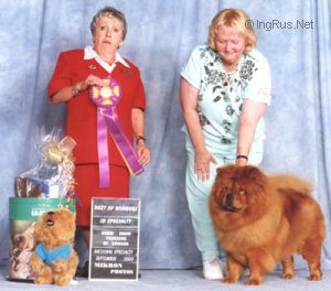 Dog Photo