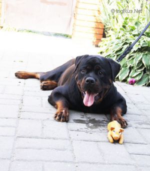 Dog Photo