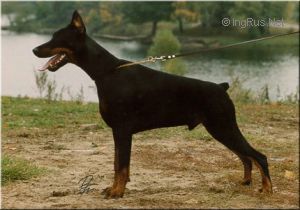 Dog Photo