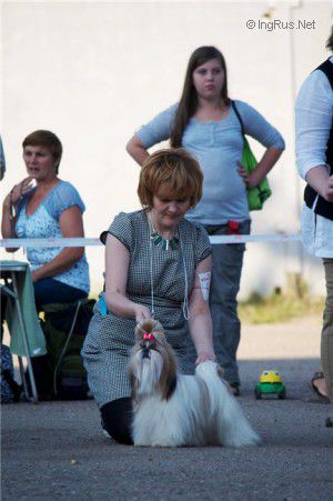 Dog Photo