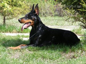 Dog Photo