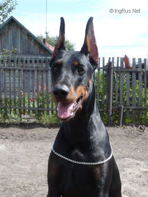 Dog Photo