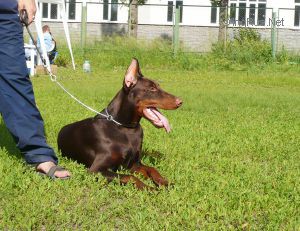 Dog Photo