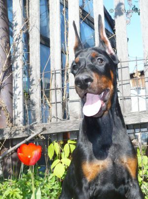 Dog Photo