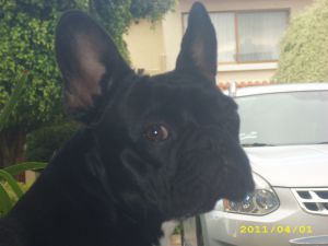 Dog Photo