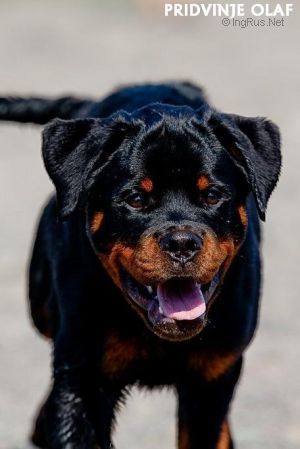 Dog Photo