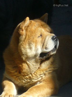 Dog Photo