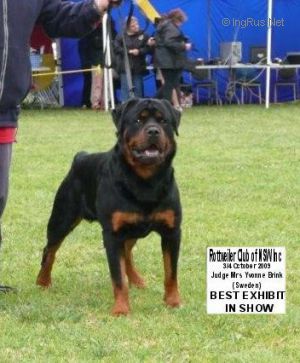Dog Photo