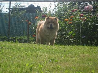 Dog Photo