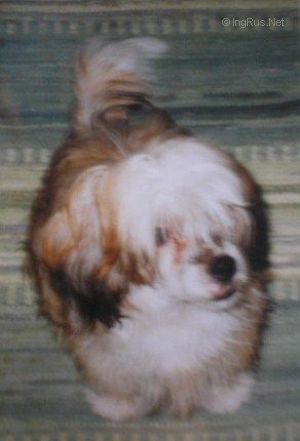 Dog Photo