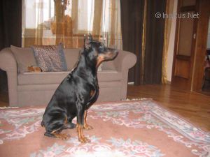 Dog Photo