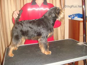Dog Photo