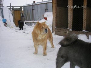 Dog Photo