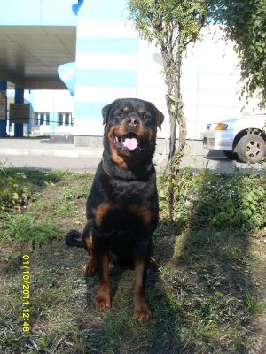 Dog Photo