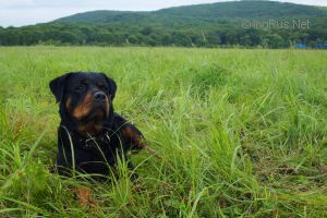Dog Photo