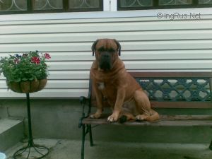Dog Photo