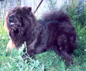Dog Photo