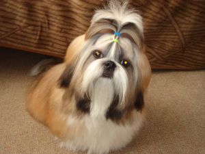 Dog Photo