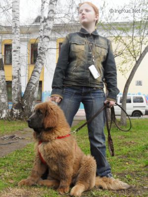 Dog Photo
