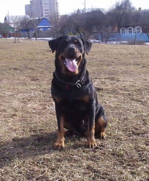 Dog Photo