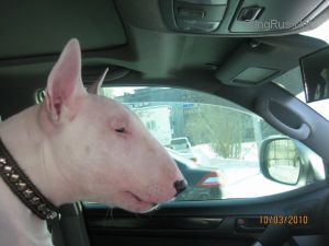 Dog Photo
