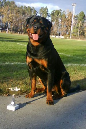 Dog Photo
