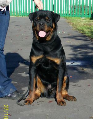 Dog Photo