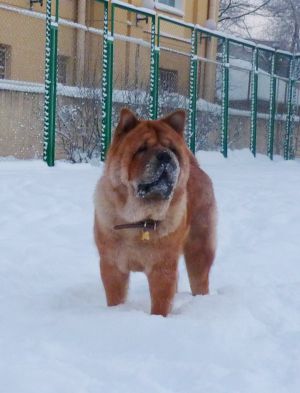Dog Photo