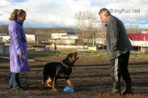 Dog Photo