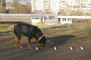 Dog Photo