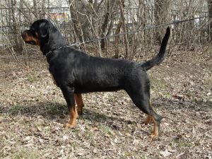 Dog Photo