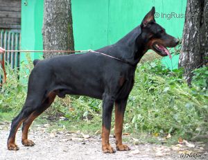Dog Photo