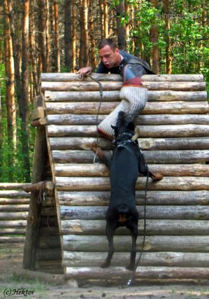 Dog Photo