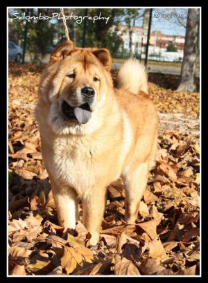 Dog Photo
