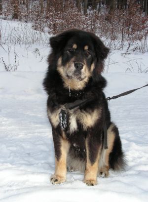 Dog Photo