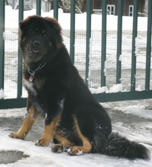 Dog Photo