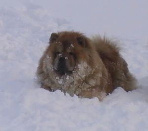 Dog Photo