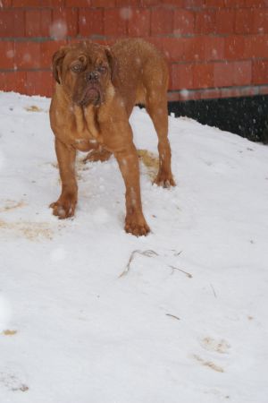 Dog Photo