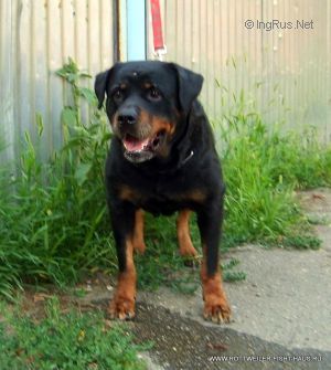 Dog Photo