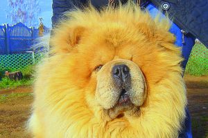Dog Photo