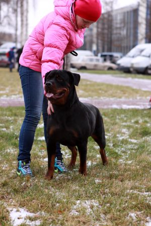 Dog Photo