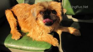 Dog Photo
